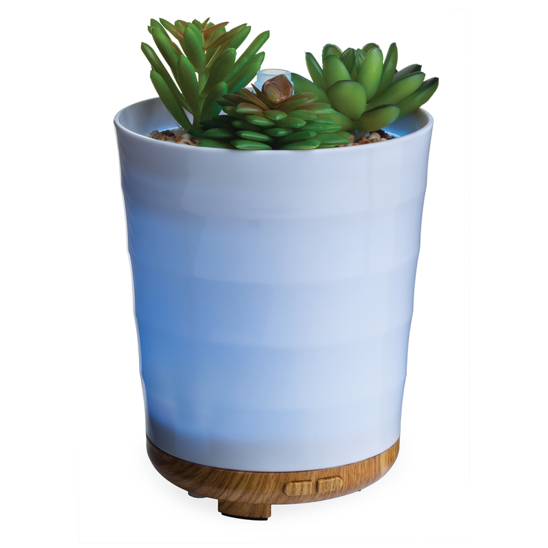 Potted Succulent Medium Diffuser - Northside Pharmacy